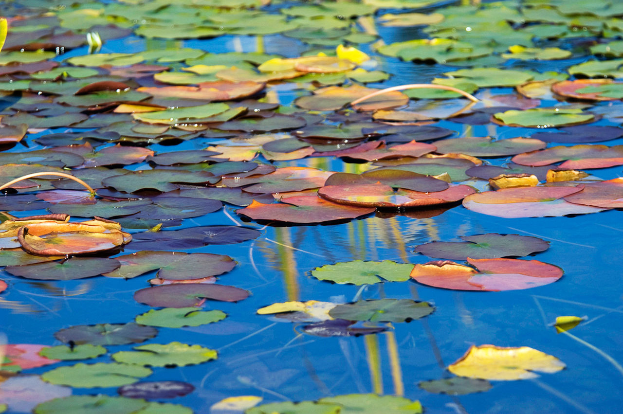 長野・志賀高原・蓮池　NIKON D100　80.0-400.0 mm f/4.5-5.6　330 mm　1/800 秒 (f / 5.3)